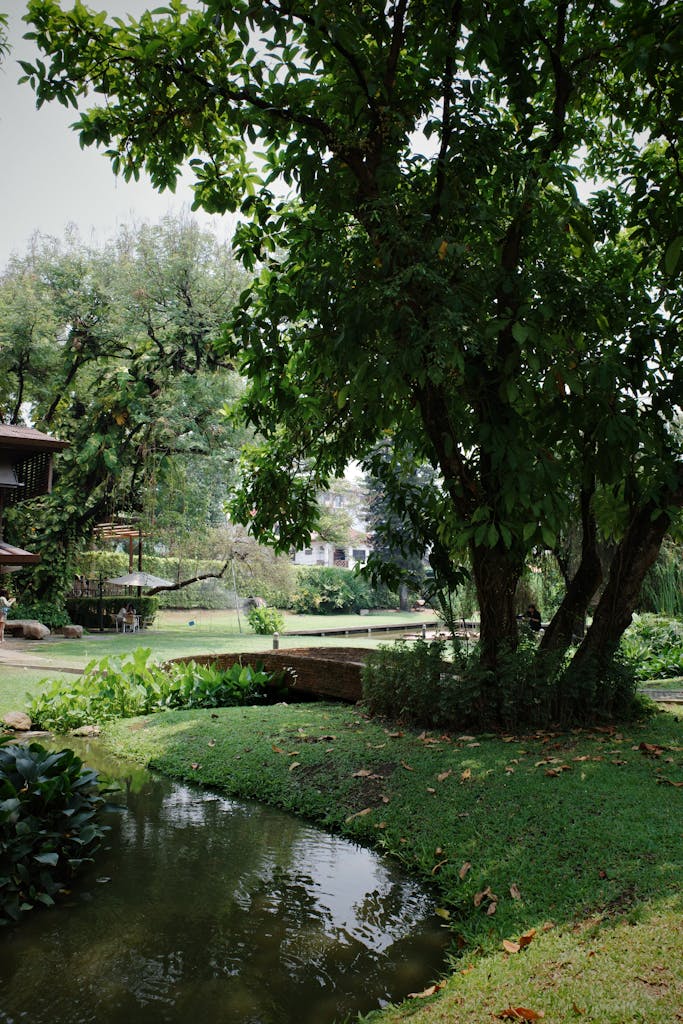 Explore the serene greenery and tranquil pond in a lush park setting in Chiang Mai, Thailand.